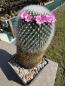 Preview: Mammillaria spinosissima